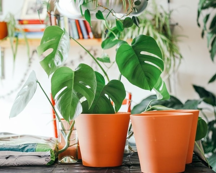 sağlığa faydalı ev bitkileri
