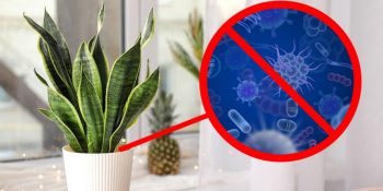 Bitki Aşıkları Buraya: Sağlığınız İçin Faydalı Olan 15 Ev Bitkisi