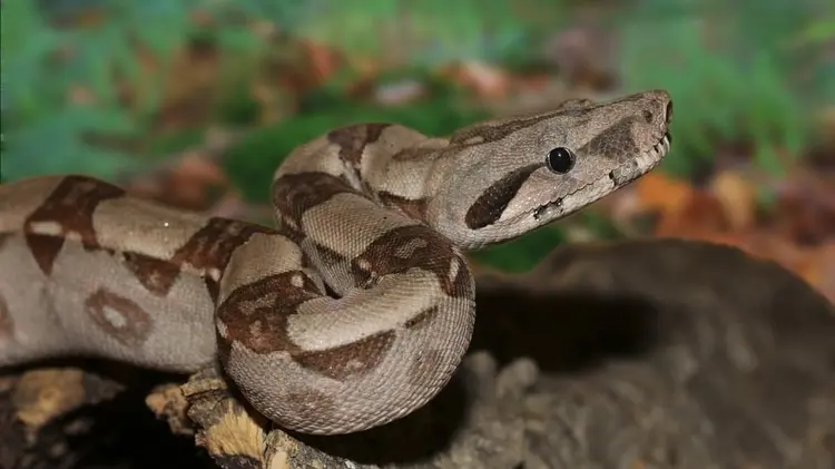boa yılanı