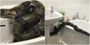 Banyosuna Girdiğinde 2.5 Metre Uzunluğunda Boa Yılanıyla Karşılaşan Kadın