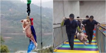 Çin’de Tema Parkına Ziyaretçi Çekmek İçin Bungee Jumping Yaptırılan Domuz