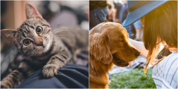 Evcil Hayvan Bakımı Hakkında Yıllarca Gerçek Olduğuna İnandığımız 10 Mit