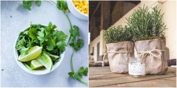 Hastalıklara Karşı Doğal Çözümler: Vücudunuza Baştan Aşağı Bakım Yapacak 10 Bitki