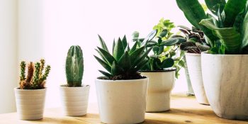 Bitki Katili Olmayın: Bitkilerinizin İlk Günkü Haline Dönmesini Sağlayacak 5 İpucu