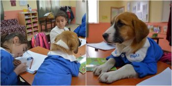 Tokat’ta Küçüklerle Birlikte Okula Giden Çalışkan Köpek “Fındık”
