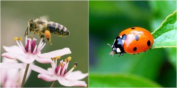 Doğanın Dengesini Korumak İçin Asla Öldürmemeniz Gereken 10 Böcek Türü