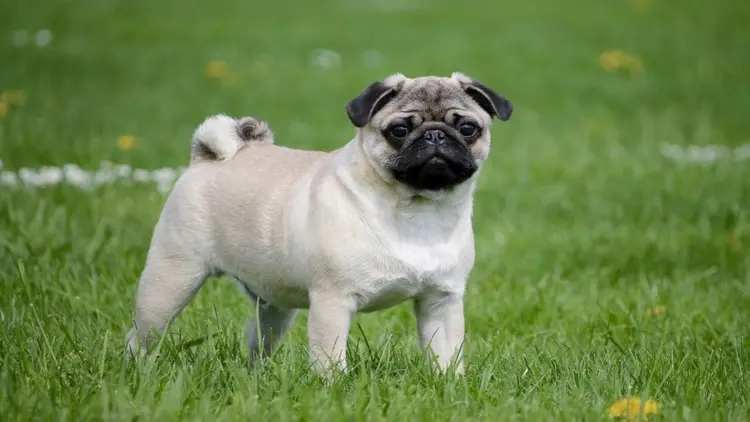 pug cinsi hakkında