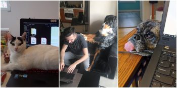 Evde Çalışırken Sevimli Dostlarının Zor Anlar Yaşattığı 33 Kişi