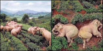 İzolasyon Hayvanlara Yaradı: Boş Buldukları Bahçelerde Dolaşırken Litrelerce Şarap İçip Sarhoş Olan Filler