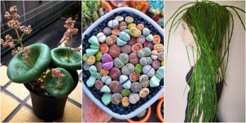 Adeta Bir Masal Diyarından Fırlamış Gibi Görünen 18 Fantastik Ev Bitkisi