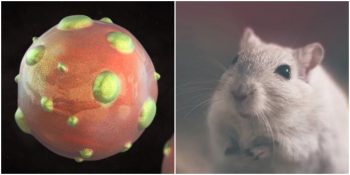 Çin’de Hayatını Kaybeden Bir Kişide Rastlanan ve Kaynağı Kemirgen Hayvanlar Olan Hantavirüs Nedir?