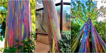 Doğanın Mucizesi: Canlandıran Görüntüsüyle Ağaçların En Renklisi Gökkuşağı Okaliptüsü