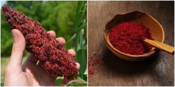 Çayından Suyuna: Binbir Farklı Çeşidi Bulunan Sumağın Faydaları