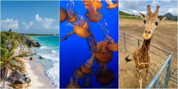 Hayatın Akışını Evden Yakalamak İsteyenlere Dünyanın Dört Bir Yanından 13 Canlı Yayın