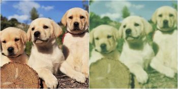 Hayvanların Dünyayı Kendi Gözleriyle Nasıl Gördüğünü Gösteren 18 Fotoğraf