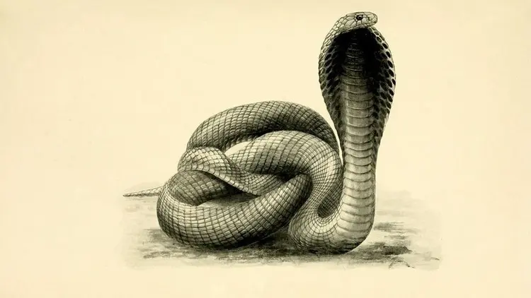 kobra etkisi