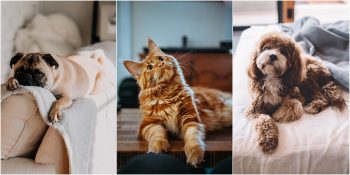 Sosyal İzolasyon Döneminde Evcil Hayvan Bakımına Dair Bilmeniz Gereken Her Şey