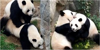 10 Yıldır Çiftleşemiyorlardı: Hayvanat Bahçesi Boş Kalınca Stresten Kurtulup Çiftleşen Pandalar