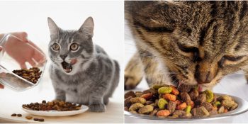 Kedi Maması Seçerken Nelere Dikkat Etmeli? En İyi Kedi Maması Markaları Hangileri?