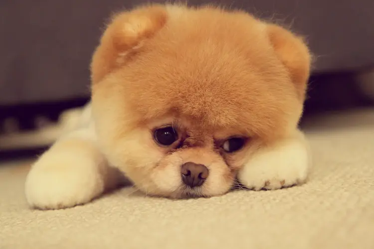 Pomeranian
