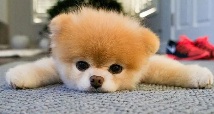 Pomeranian