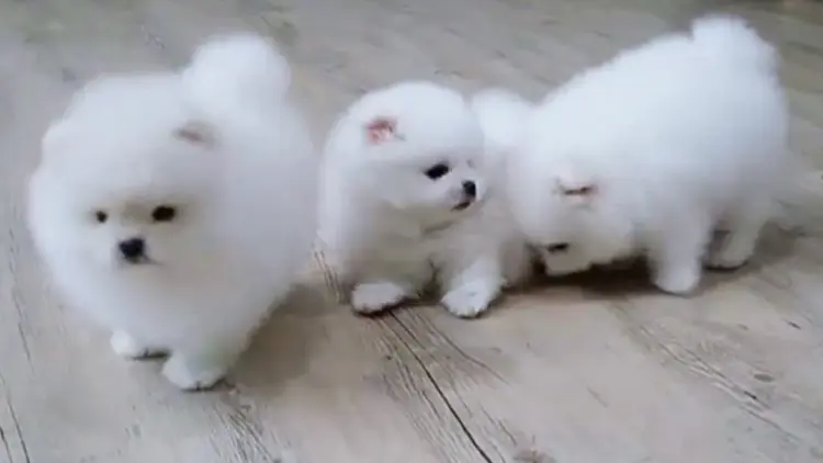 Pomeranian