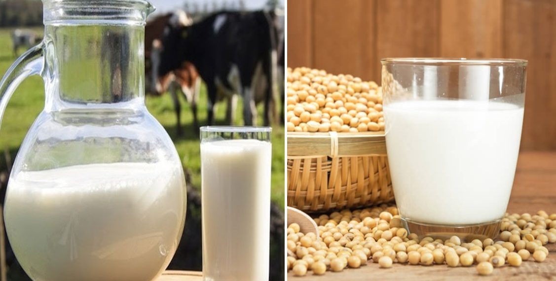 Soya sütü ve inek sütü arasındaki farklar