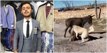 Yavru Sıpanın Üzerine Köpeklerini Salıp Vahşice Ölmesine Neden Olan Berat Kaya Sosyal Medyanın Gündeminde