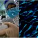 Sperm Üzerinde Tespit Edildi: Corona Virüsü Cinsel Yolla Bulaşabilir mi?