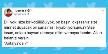 Antalya’da 7 Yavrusu Olan Köpeğin Tüfekle Öldürülmesi Sosyal Medyanın Gündeminde