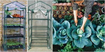 Balkonda Sera ve Bahçe İşlerine Yeni Başlayanlara 8 Öneri