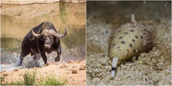 İlginç Özellikleriyle Herkesi Büyüleyen 15 Sıra Dışı Hayvan