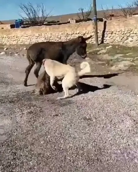 berat kaya