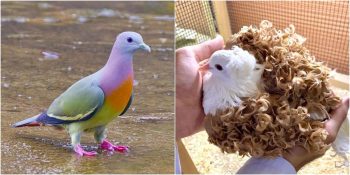 Büyülenmeye Hazır Olun: Güzelliğiyle Kendine Hayran Bırakan 34 Nadir Görülen Güvercin Türü