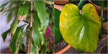 Yapraklardaki Sararmalardan Lekelere: Bitki Bakımında Hata Yaptığınızın 8 İşareti