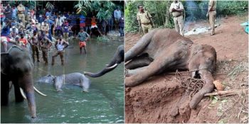 Hindistan’da İçine Patlayıcı Yerleştirilen Ananasla Vahşice Öldürülen Hamile Fil