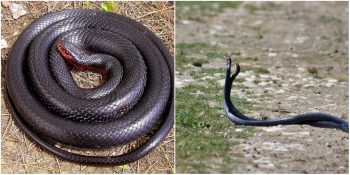 Ülkemizde En Sık Rastlanan Yılan Türü: Karayılanlar Hakkında Bilmeniz Gerekenler
