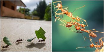 Karıncaların Birbirlerinin Ağzına Kusarak İletişim Kurduğunu Gösteren Araştırma