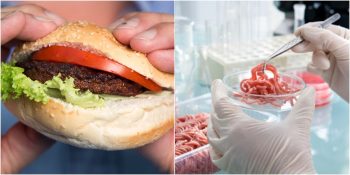 Gıdanın Geleceği: Sentetik Et Nedir? Nasıl Üretilir?