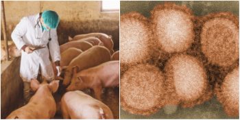 Çin’de Pandemi Potansiyeli Taşıdığı Tespit Edilen Yeni Grip Virüsü