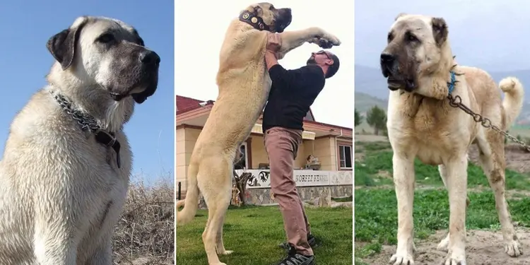 Kangal köpeği hakkında bilgiler