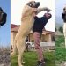 Kangal köpeği hakkında bilgiler