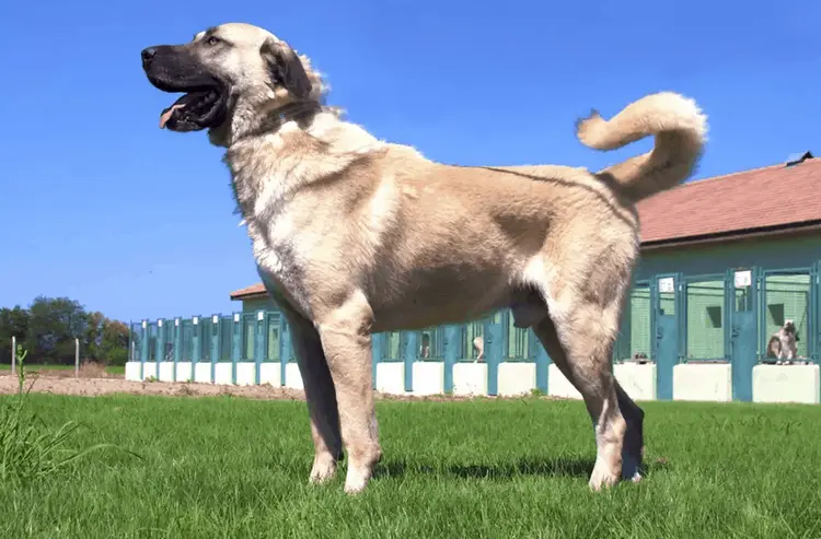 Kangal köpeği geçmişi