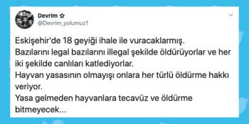 İhaleyle Katliam: Bakanlık 18 Geyiğin Vurulması İçin İhale Düzenliyor