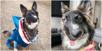 “Küçük Bir Picasso Şaheseri”: Yüzündeki Deformasyon Nedeniyle Defalarca Reddedilen Sevimli Köpek Brodie