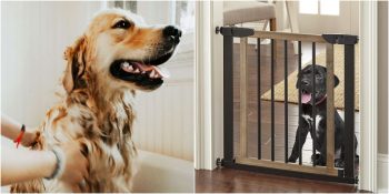 Şampuandan Seyahat Suluğuna: Köpek Sahiplerinin Hayatını Kolaylaştıracak En Kullanışlı Köpek Malzemeleri