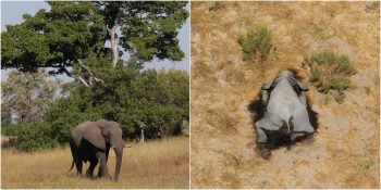 Toplum Sağlığını Tehdit Edebilir: Güney Afrika’da 350 Fil Gizemli Bir Şekide Öldü