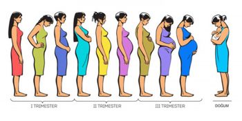 İlk Aydan Dokuzuncu Aya: Bebeğin Anne Karnındaki Serüveni ve Gelişimi