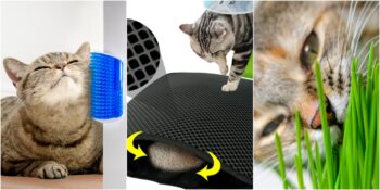 Malttan Kedi Çimine: Her Kedi Sahibinin Edinmesi Gereken Kedi Malzemeleri