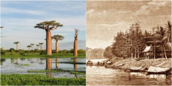 Gizemi Çözen Ekmek Kırıntıları: Madagaskar’ın Tarihini Değiştiren Kalıntılar